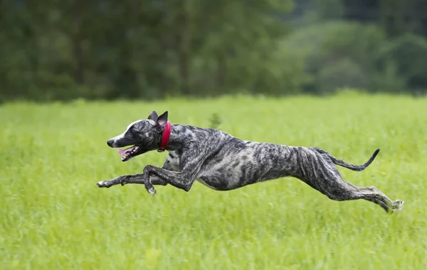 Whippet is jumping,  run around the green field Stock Picture
