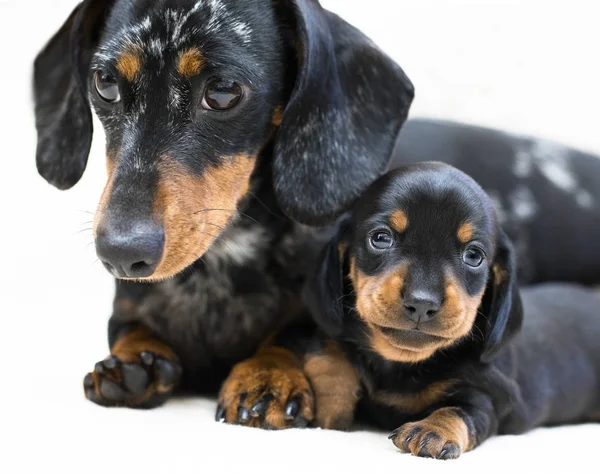 Dachshund mother dogs and puppy — Stock Photo, Image