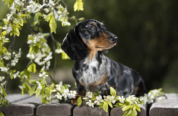 Dachshund mother dogs and puppy — Stock Photo, Image