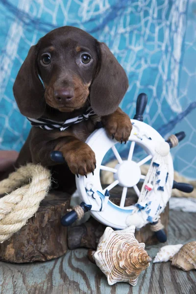 Teckel moeder honden en puppy — Stockfoto