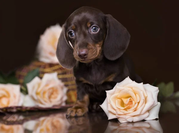 ダックスフンドの純血種の子犬 — ストック写真