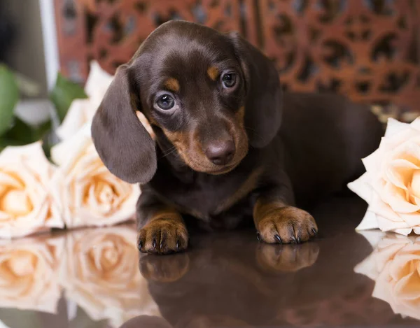 ダックスフンドの純血種の子犬 — ストック写真