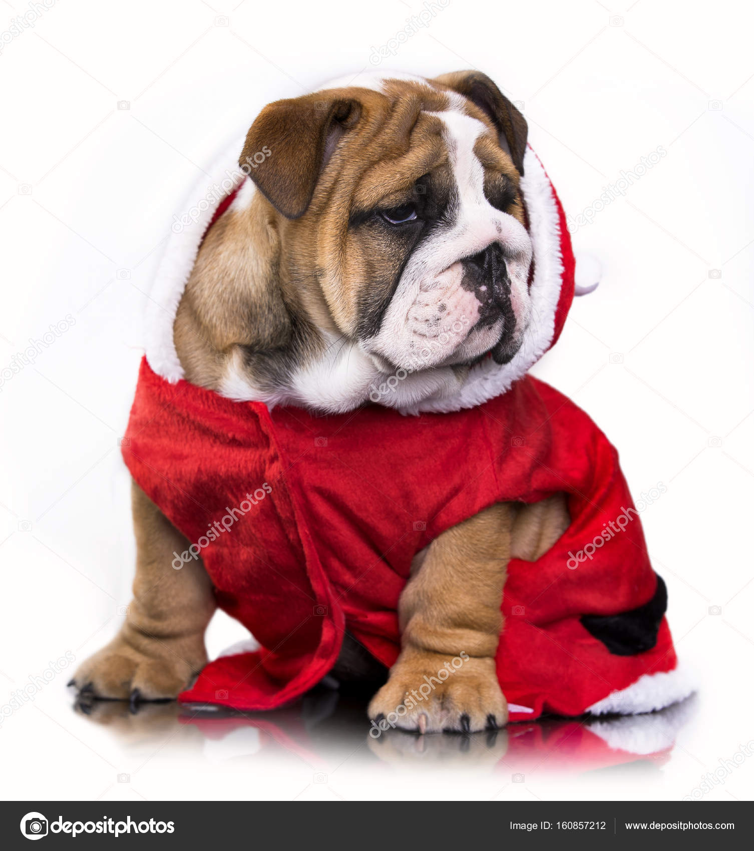Bulldog santa cheap costume