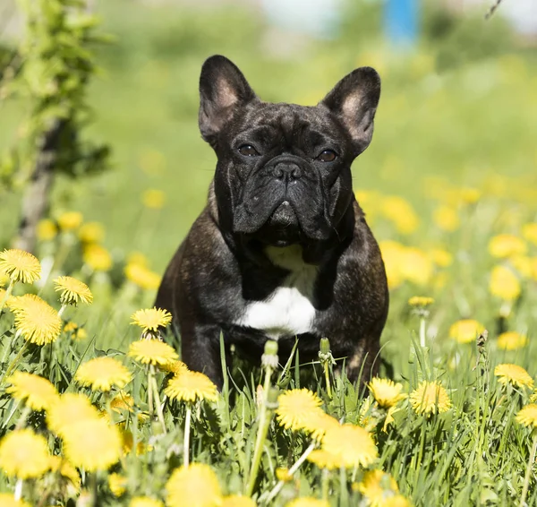 Fransk Bulldog Grönt Gräs — Stockfoto