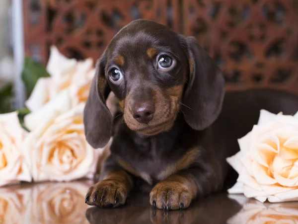 チョコレート色のダックスフンドの子犬 — ストック写真