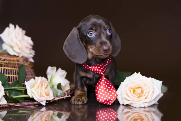 サンタ クロースの衣装でブルドッグの子犬 — ストック写真