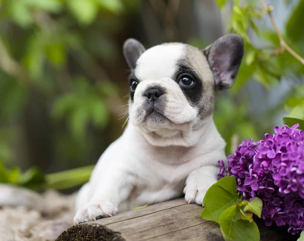 Bulldoggen-Welpe im Weihnachtsmann-Kostüm — Stockfoto