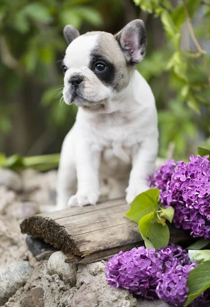 Bulldog pup in santa claus kostuum — Stockfoto