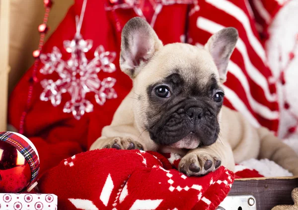 Cachorro buldogue em Santa claus traje — Fotografia de Stock