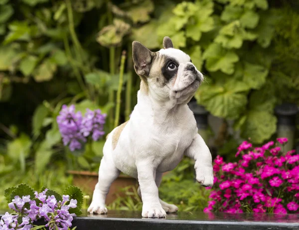 Chiot bulldog français — Photo