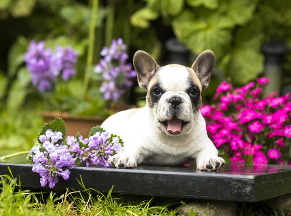 Ranskan bulldoggi pentu — kuvapankkivalokuva