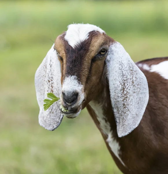 Коза в зеленой траве — стоковое фото