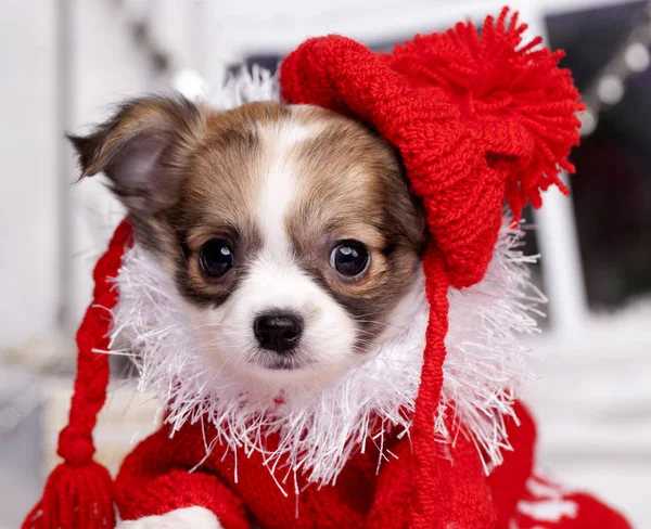 Christmas Chihuahua valp klädd i en röd hatt — Stockfoto