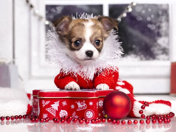 Chihuahua valp bär Santa coat — Stockfoto