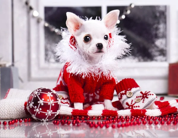 Chihuahua cachorro usando chapéu — Fotografia de Stock