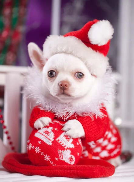 Puppy wearing santa hat — Stock Photo, Image
