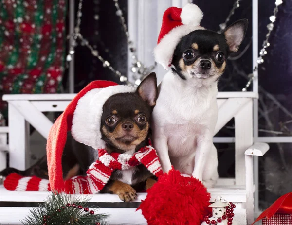 Welpe mit Weihnachtsmütze — Stockfoto