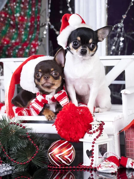 Cachorro de Navidad chihuahua —  Fotos de Stock