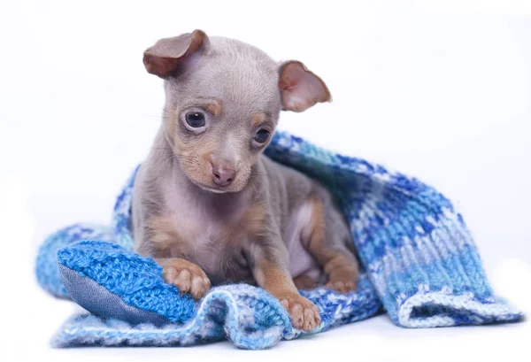 Little Toy Terrier Puppy Lilac Color Breed Russian Toy Terrier — Fotografia de Stock