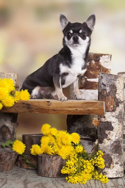 Cane chihuahua smille — Foto Stock