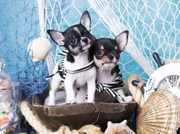 Chihuahua cucciolo con le zampe Volante della nave — Foto Stock