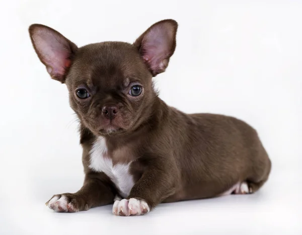 Cucciolo chihuahua di colore marrone — Foto Stock