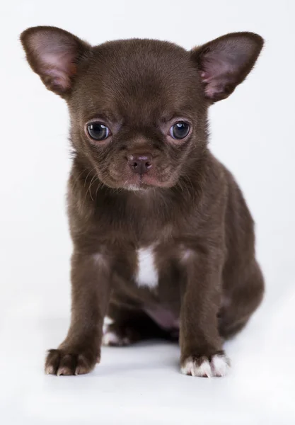 Chihuahua valp av brun färg — Stockfoto