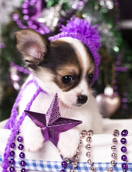 Noel köpek chihuahua — Stok fotoğraf