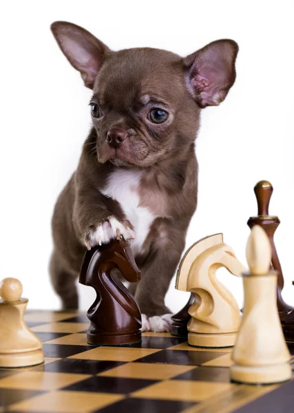 Puppy chihuahua  in hat — Stock Photo, Image