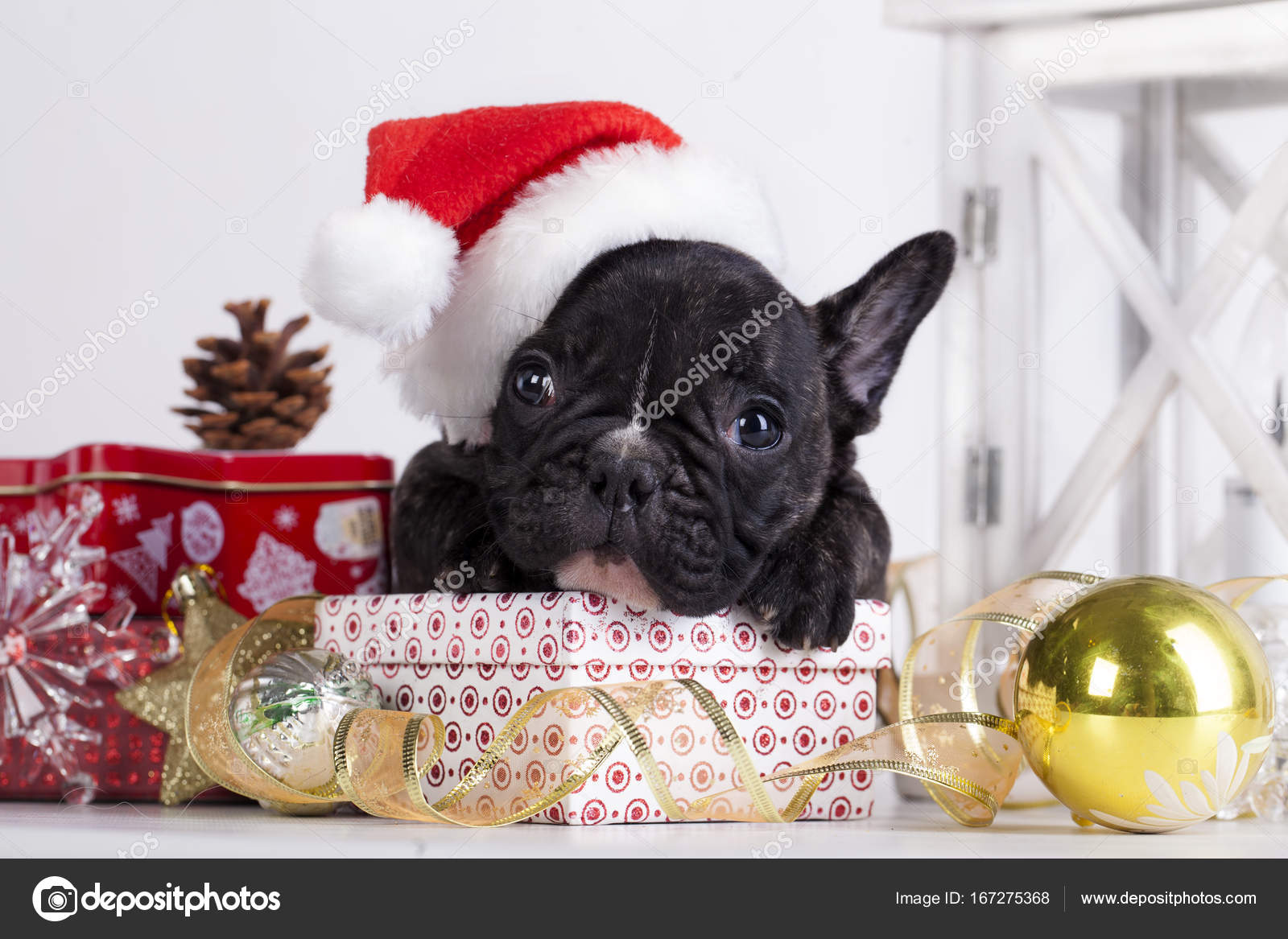 French Bulldog Santa Hat French Bulldog In Santa Hat Stock Photo C Lilun Li French Bulldog Santa Hat French Bulldog In Santa Hat Stock Photo C Lilun Li
