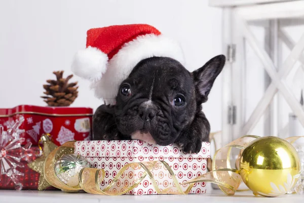 Fransk bulldog i santa hatt — Stockfoto