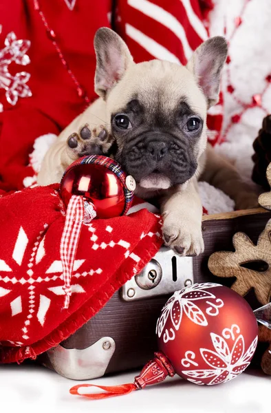 Cucciolo di Natale Bulldog francese — Foto Stock