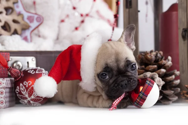 Cachorro navidad francés Bulldog —  Fotos de Stock