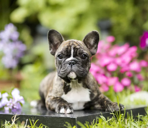 Cucciolo bulldog francese — Foto Stock