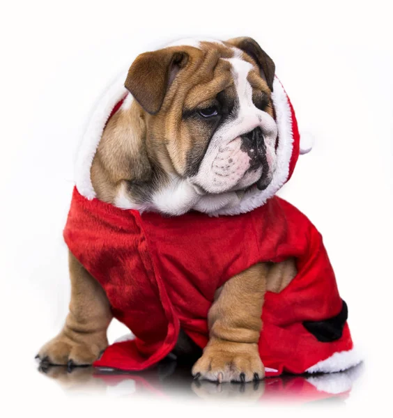 Christmas  english bulldog — Stock Photo, Image