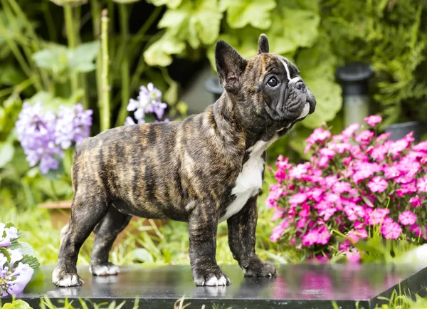 Fransk bulldog valp i trädgården — Stockfoto