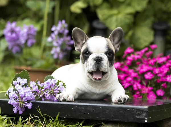 Fransız bulldog köpeği. — Stok fotoğraf