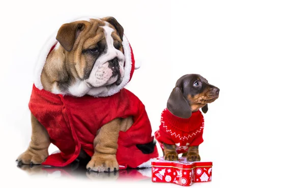 Chiot teckel et bouledogue anglais en costume de Père Noël — Photo