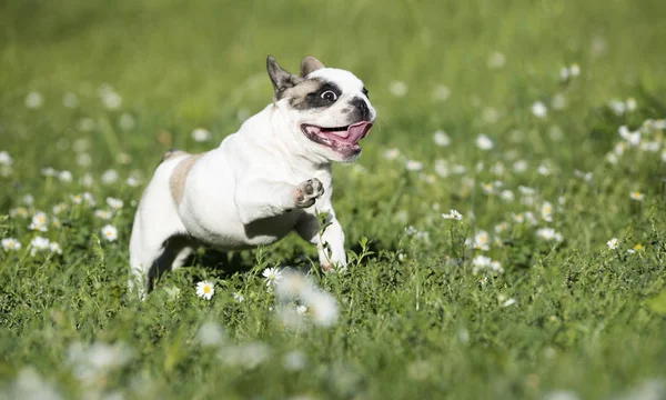 Bulldog francese che salta — Foto Stock