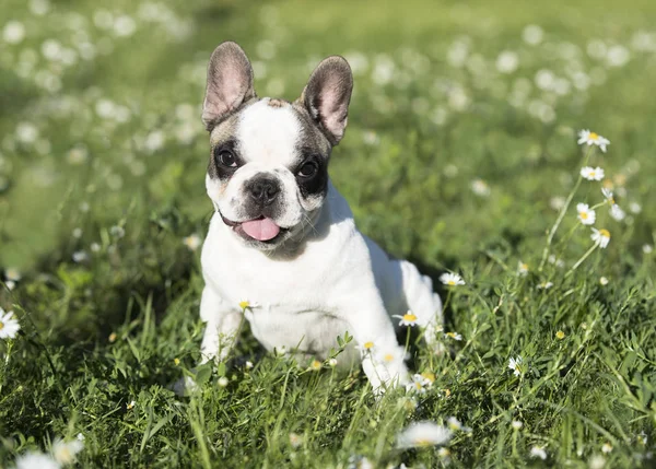 Franse Bulldog springen over een groene weide met chamomiles — Stockfoto