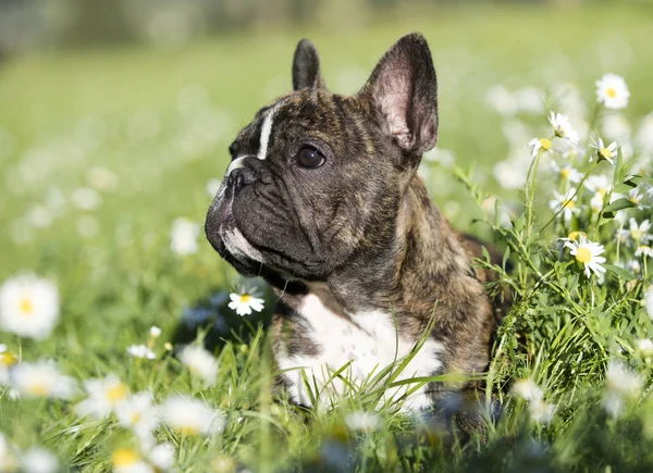 Fransk Bulldog hoppa över en grön äng med chamomiles — Stockfoto