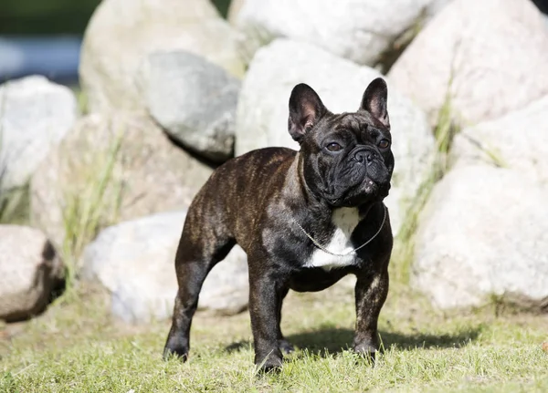 Bulldog francés se sienta —  Fotos de Stock