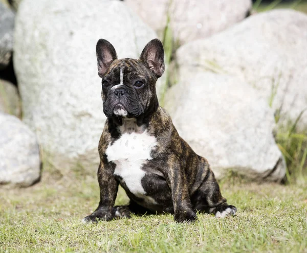 Francia bulldog kutya feküdt a zöld fű — Stock Fotó