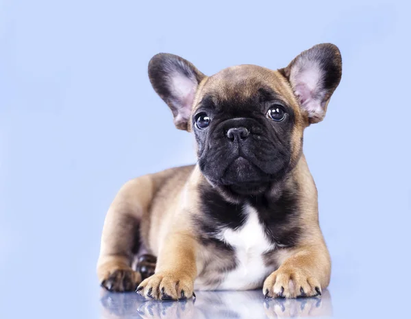 Cachorrinho de bulldog francês — Fotografia de Stock