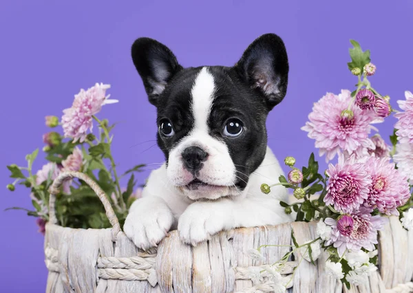 Cachorrinho de bulldog francês — Fotografia de Stock