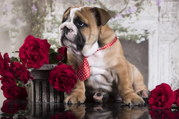 Bulldog Valp Och Blommor Rosor — Stockfoto