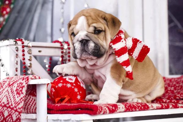 Cachorrinho inglês do buldogue do Natal — Fotografia de Stock