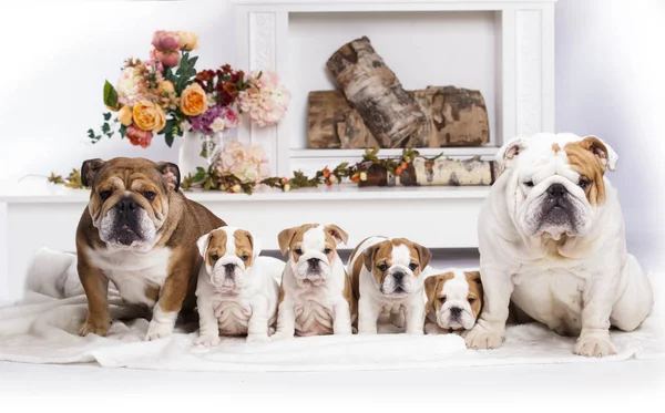 Bulldog Cachorro Familia Perros —  Fotos de Stock
