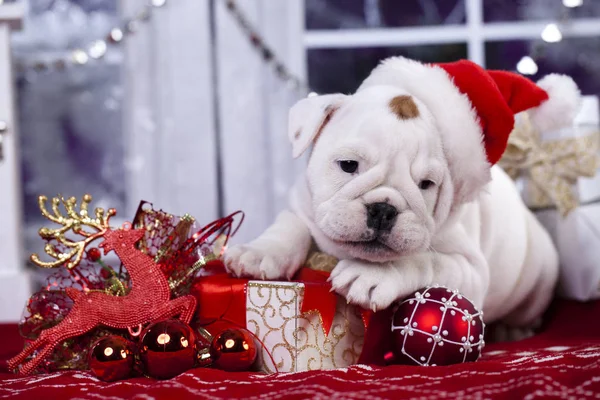 Cachorrinho inglês do buldogue do Natal — Fotografia de Stock