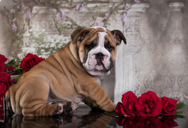 Bulldog Kiskutya Virágok Rózsa Stock Fotó